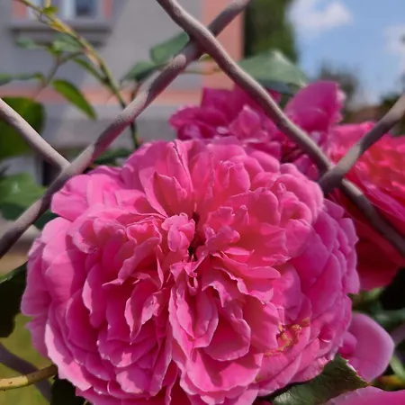 ホームステイ R24, Rose House リュブリャナ