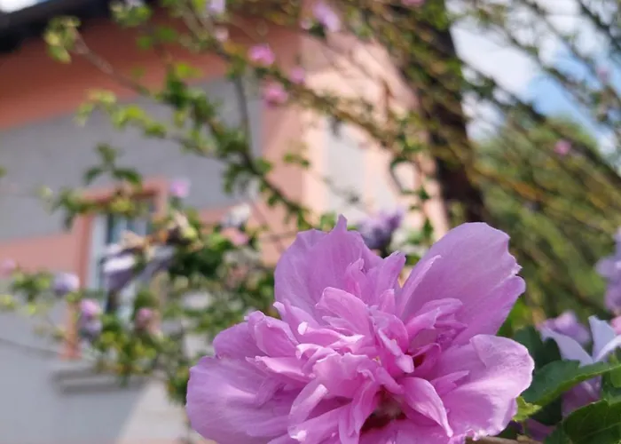 Accommodatie bij particulieren R24, Rose House *