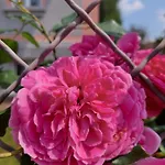 Homestay R24, Rose House Ljubljana