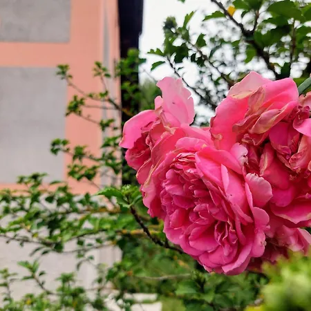 Homestay R24, Rose House Ljubljana