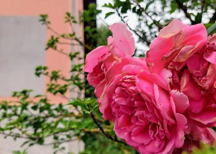 Homestay szállás R24, Rose House Ljubljana