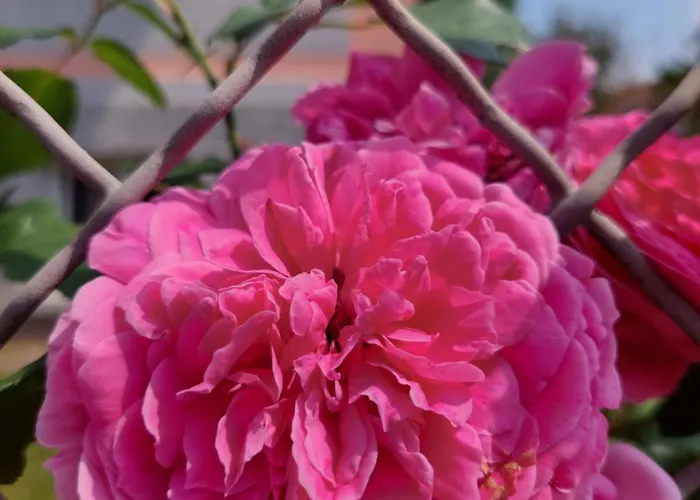 Homestay szállás R24, Rose House Ljubljana