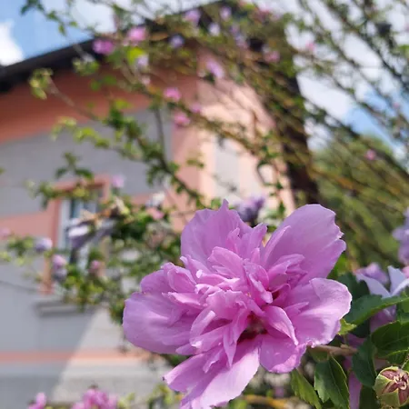民宿 R24, Rose House *